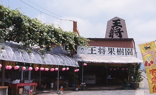 天童市 王将果樹園